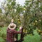 Common Quince Cydonia oblonga Fruit Tree 20 US Seeds