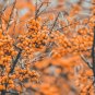 50 US Seeds Seaberry Sea Buckthorn
