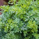 Common Rue Medicinal Herb Garden Ruta graveolens 100 US Seeds