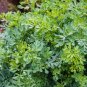 Common Rue Medicinal Herb Garden Ruta graveolens 100 US Seeds