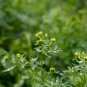 Common Rue Medicinal Herb Garden Ruta graveolens 100 US Seeds