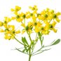 Common Rue Medicinal Herb Garden Ruta graveolens 100 US Seeds