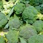 2000 US Seeds Microgreen Vegetable BROCCOLI