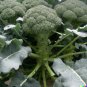 2000 US Seeds Microgreen Vegetable BROCCOLI