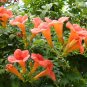 100 US SEEDS FLOWER VINE Perennial Trumpet Creeper Campsis radicans