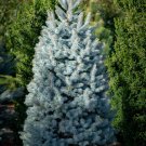 50 US Seeds Christmas Trees Blue Spruce Colorado Picea pungens