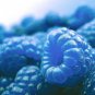 Blue Raspberry Bush SWEET EDIBLE Berry Fruits 50 US Seeds