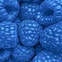 Blue Raspberry Bush SWEET EDIBLE Berry Fruits 50 US Seeds