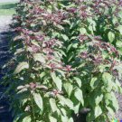 VEGE Wild Spinach Chenopodium giganteum Giant Lambs  Quarters 1000 US SEEDS