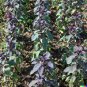 VEGE Wild Spinach Chenopodium giganteum Giant Lambs Quarters 1000 US SEEDS