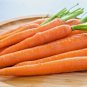 1250 US SEEDS BULK CARROT