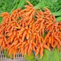 1250 US SEEDS BULK CARROT