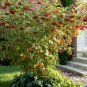 20 US Seeds Squashberry RARE Viburnum edule