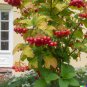 20 US Seeds Squashberry RARE Viburnum edule