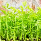 10000 US SEEDS BULK CELERY