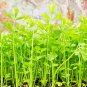 10000 US SEEDS BULK CELERY