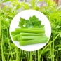 10000 US SEEDS BULK CELERY