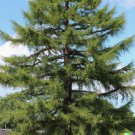 40 US Seeds Japanese Larch Tree Larix leptolepis Bonsai