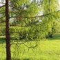 40 US Seeds Japanese Larch Tree Larix leptolepis Bonsai