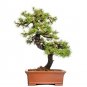 40 US Seeds Japanese Larch Tree Larix leptolepis Bonsai