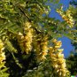 Honeylocust Tree Gleditsia caspian 10 US Seeds