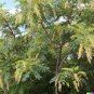 Honeylocust Tree Gleditsia caspian 10 US Seeds