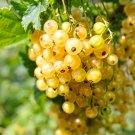 20 us Seeds Golden Currant Berry Ribes Aureum