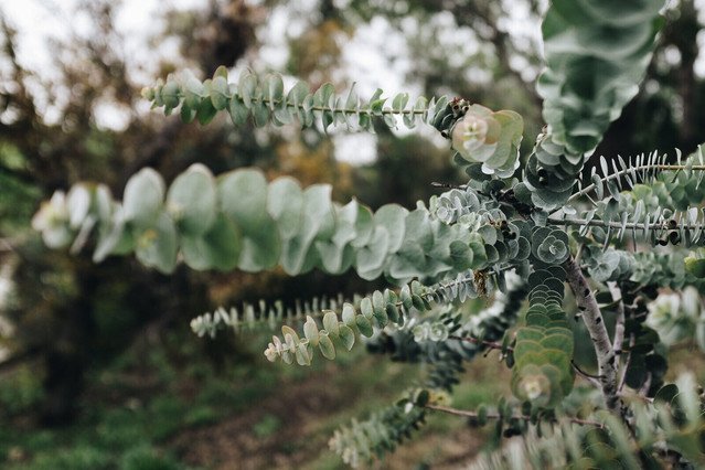 40 US Seeds Eucalyptus pulverulenta Silver Dollar Florist Baby Blue Bonsai