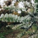 40 US Seeds Eucalyptus pulverulenta Silver Dollar Florist Baby Blue Bonsai