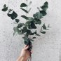 40 US Seeds Eucalyptus pulverulenta Silver Dollar Florist Baby Blue Bonsai