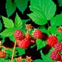 Thimbleberry Rubus parviflorus 50 US Seeds