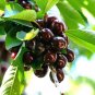 20 US SEEDS BLACK CHERRY Prunus serotina