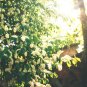 20 US SEEDS BLACK CHERRY Prunus serotina