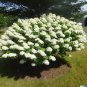 Hydrangea White Flower Bush quercifolia 50 US Seeds