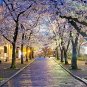 20 US Seeds Bonsai Japanese Cherry Blossom Tree P serrulata Pink Flowering