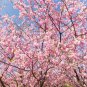 20 US Seeds Bonsai Japanese Cherry Blossom Tree P serrulata Pink Flowering