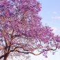 Purple Jacaranda Mimosifolia 40 US Seeds