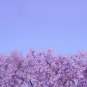 Purple Jacaranda Mimosifolia 40 US Seeds