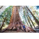 Tree Giant Sequoia California Redwood Sequoiadendron sempervirens 40 US Seeds Tree Giant Sequoia California Redwood Sequoiadendron sempervirens 40 US Seeds