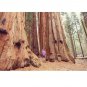 Tree Giant Sequoia California Redwood Sequoiadendron sempervirens 40 US Seeds