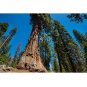 Tree Giant Sequoia California Redwood Sequoiadendron sempervirens 40 US Seeds