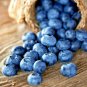 100 US Seeds Blueberry Dwarf Top Hat