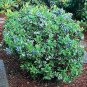 100 US Seeds Blueberry Dwarf Top Hat