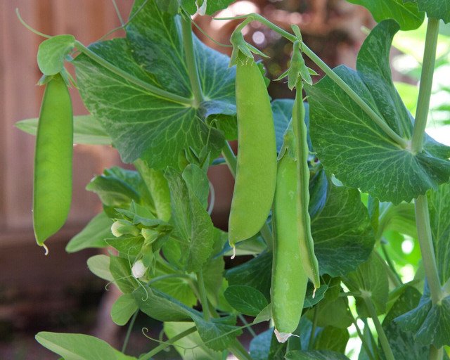 30 US Seeds Snow Pea