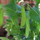 30 US Seeds Snow Pea
