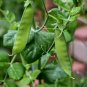 30 US Seeds Snow Pea