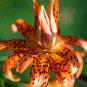 TIGER LILY Lilium columbianum Spotted Flowers 20 US SEEDS