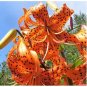 TIGER LILY Lilium columbianum Spotted Flowers 20 US SEEDS