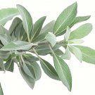 300 US Seeds Salvia Apiana White Sage