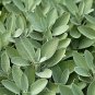 300 US Seeds Salvia Apiana White Sage